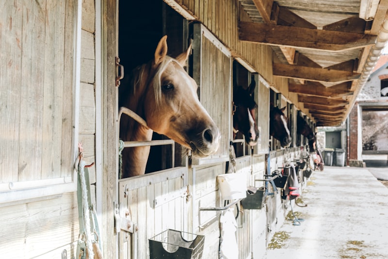 Pferd im Stall bei der Fellpflege